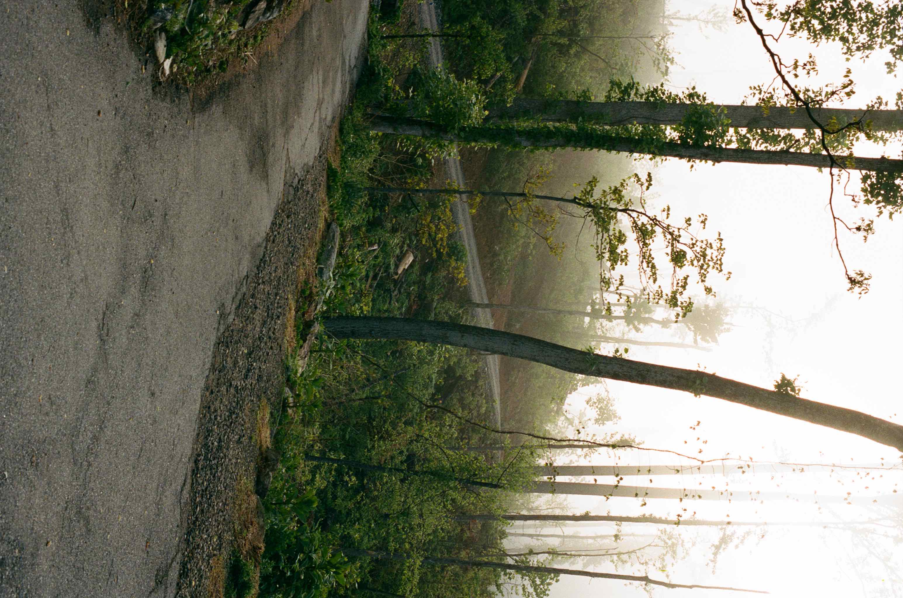 Morning Fog shot on Kodak Portra 400 with a Nikon F2 AS, developed at Ball Photo, by Tye