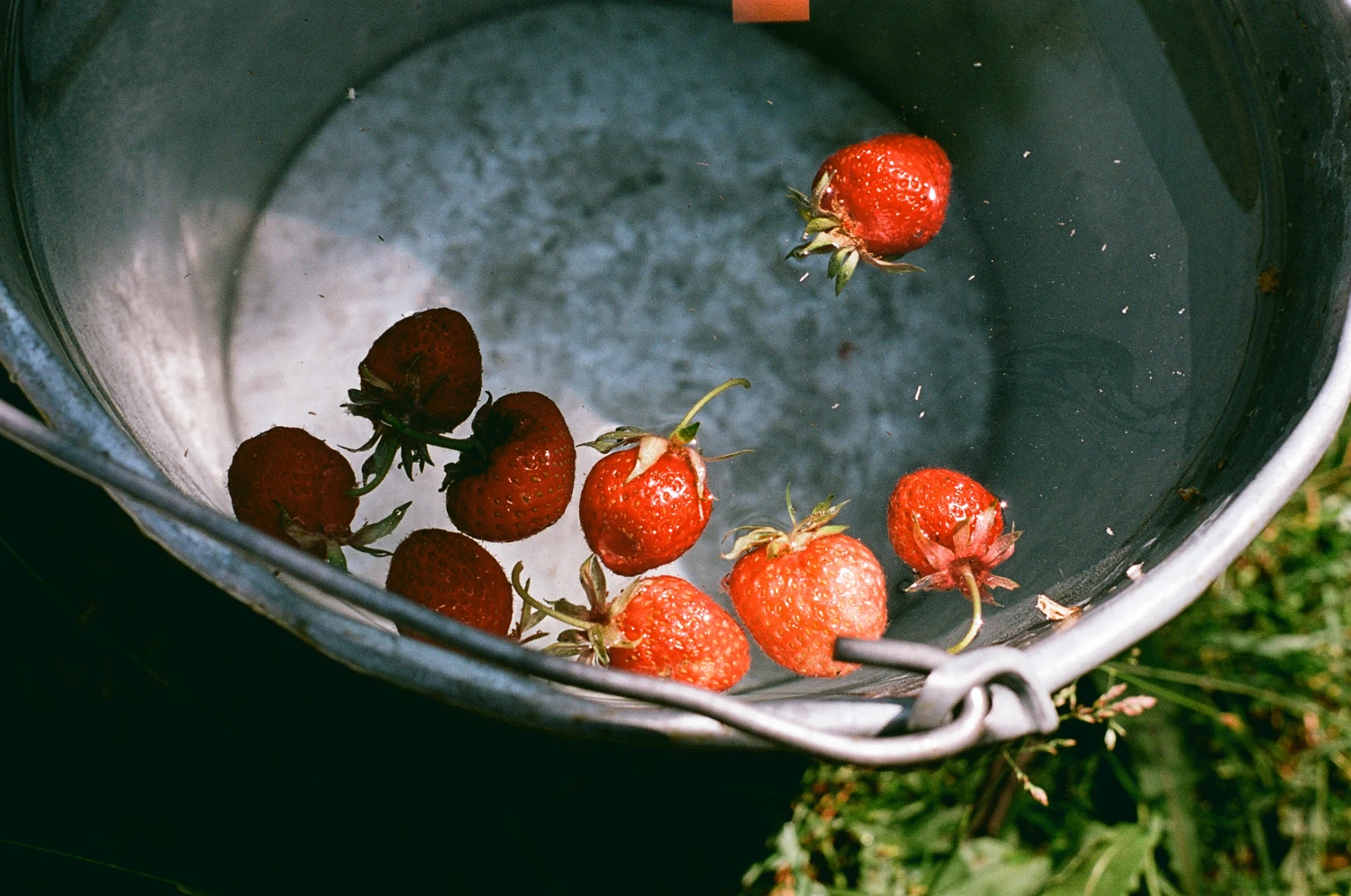 First strawberry shot on Silberra Color 160 with a Minolta XG-M, by Sasha Avis