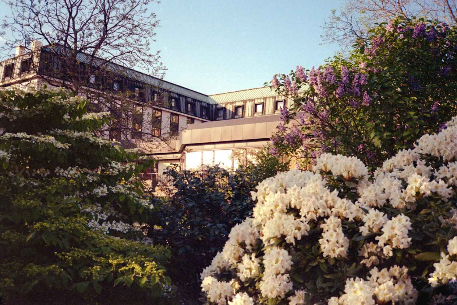 bloom shot on Kodak Gold 200 with a Yashica Minitec Super, by slxcke
