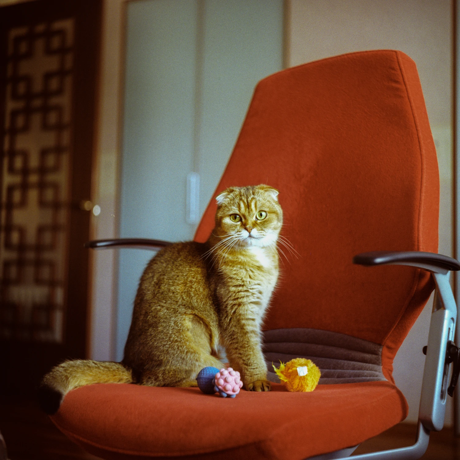 Puma shot on Kodak Gold 200 with a Zeiss Ikon Ikoflex, by Glebbio
