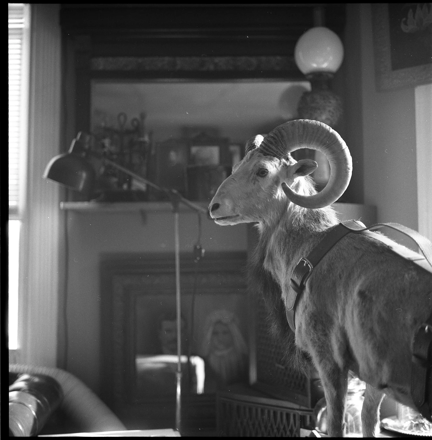 An unexpected roommate shot on Ilford HP5 Plus 400 with a Rolleiflex 2.8C Planar, by sam.mauri