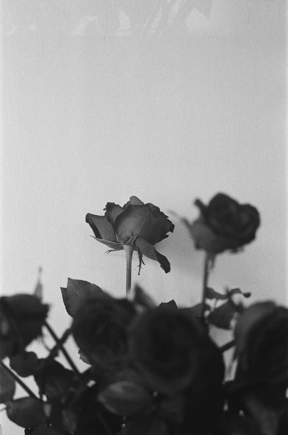The Sovereign ~ 🥀 shot on Ilford Delta 400 with a Rolleiflex SL35, by Emotive Exposure