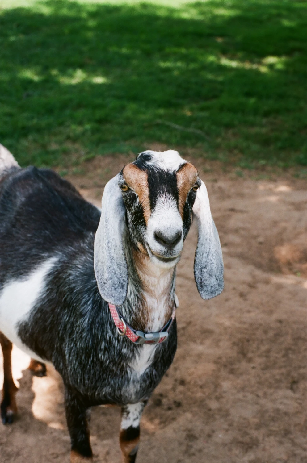 MayMay the goat shot on Fujifilm Superia X-TRA 400 with a Sears KSX Super, by Alex