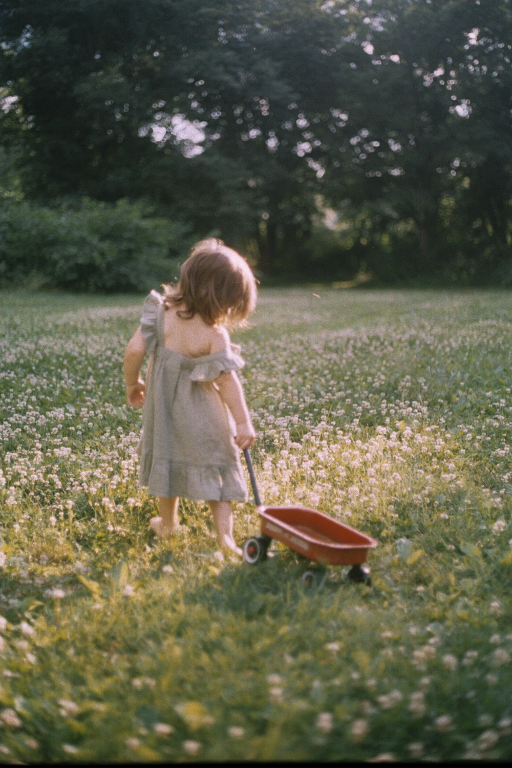 clover shot on Kodak Portra 400 with a Minolta X-370, by alexis.