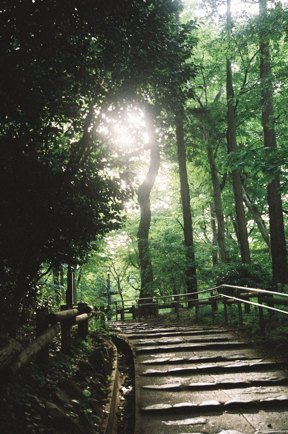 Film photo shot on Fujifilm Superia Premium 400 with a Minolta Alpha 303si Super, by Salma