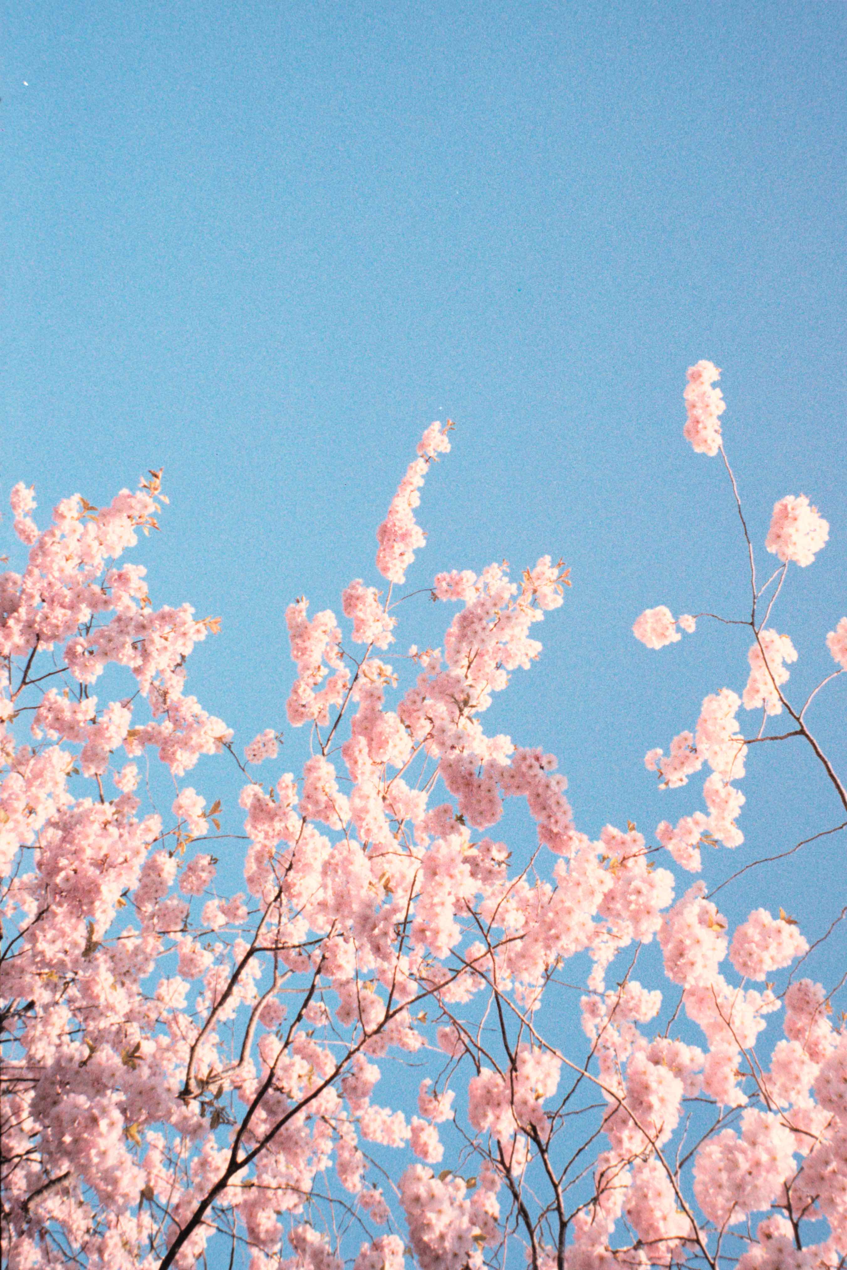 🌸 last of April-26 shot on Orwo Wolfen NC500 with a Leica M6 Classic, developed at Bildscanning.se, by Green