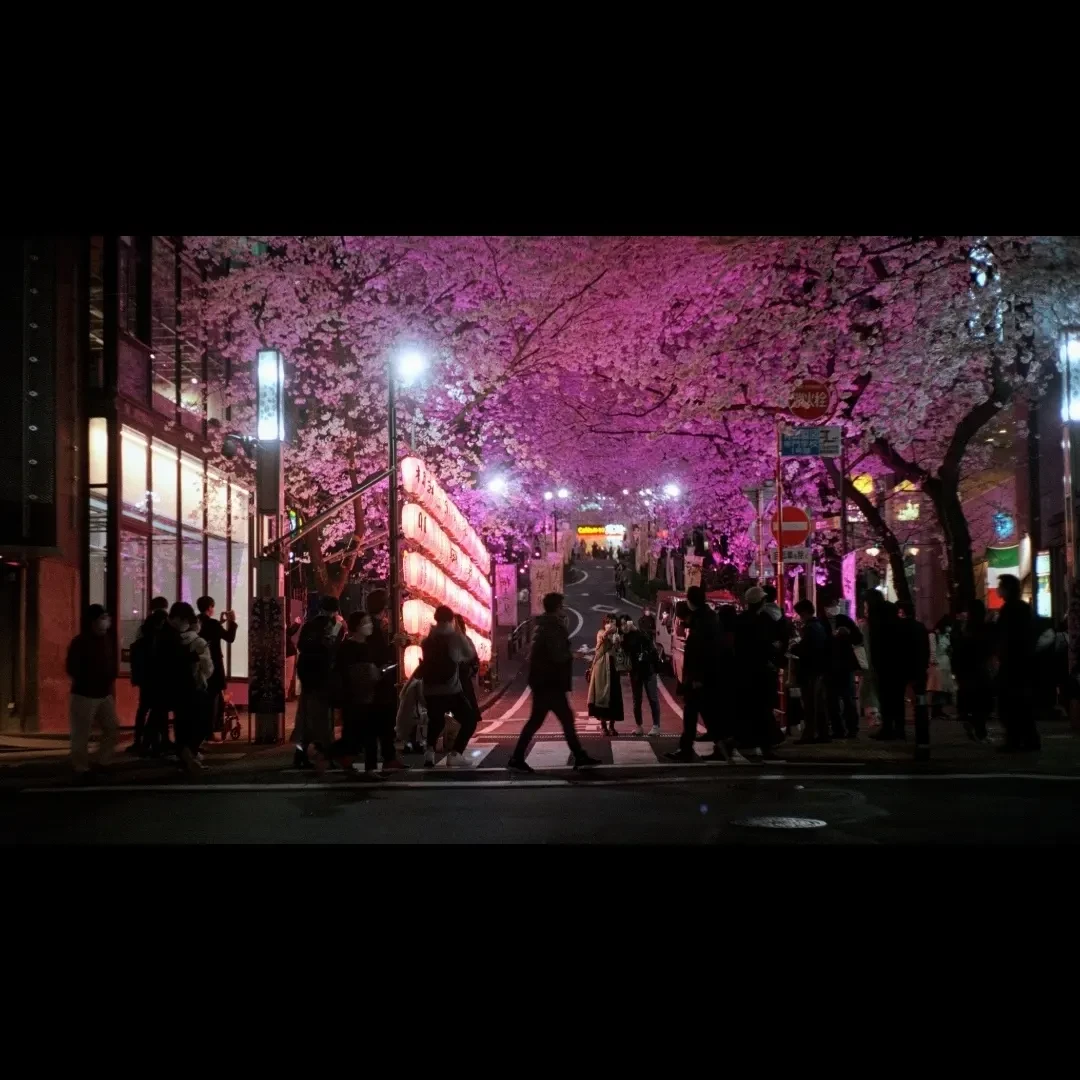Night with cherry blossoms shot on Kodak UltraMax 400 with a Canon IIB, by Andrés Osorio
