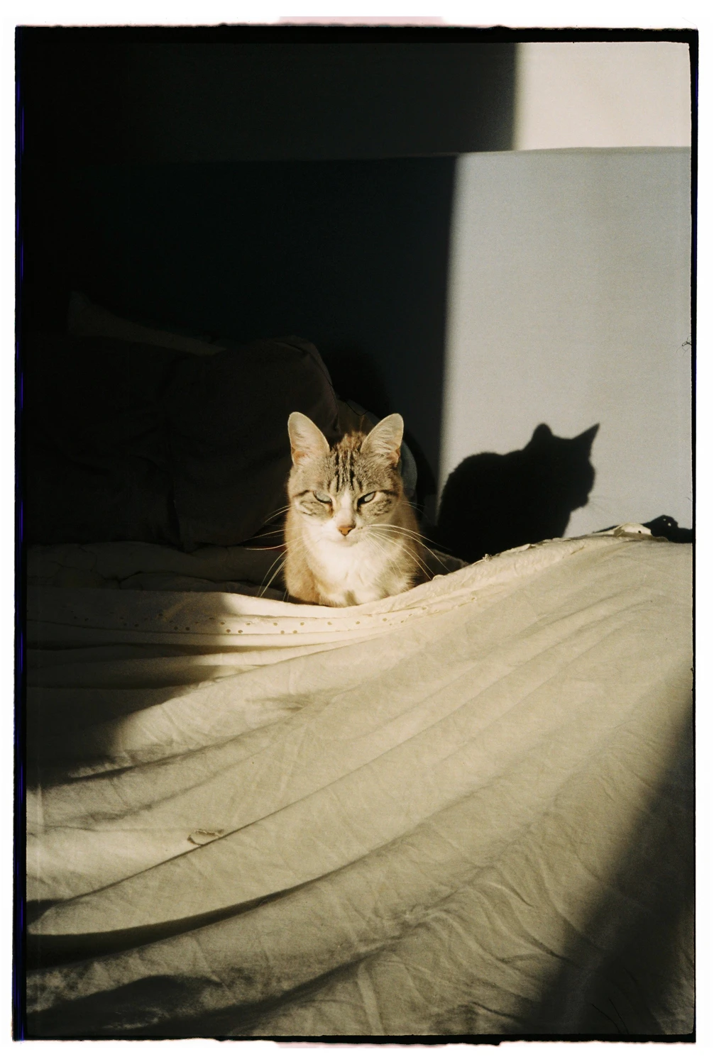Gata shot on Kodak Gold 200 with a Samsung AF Slim, by Samuel Ferreira