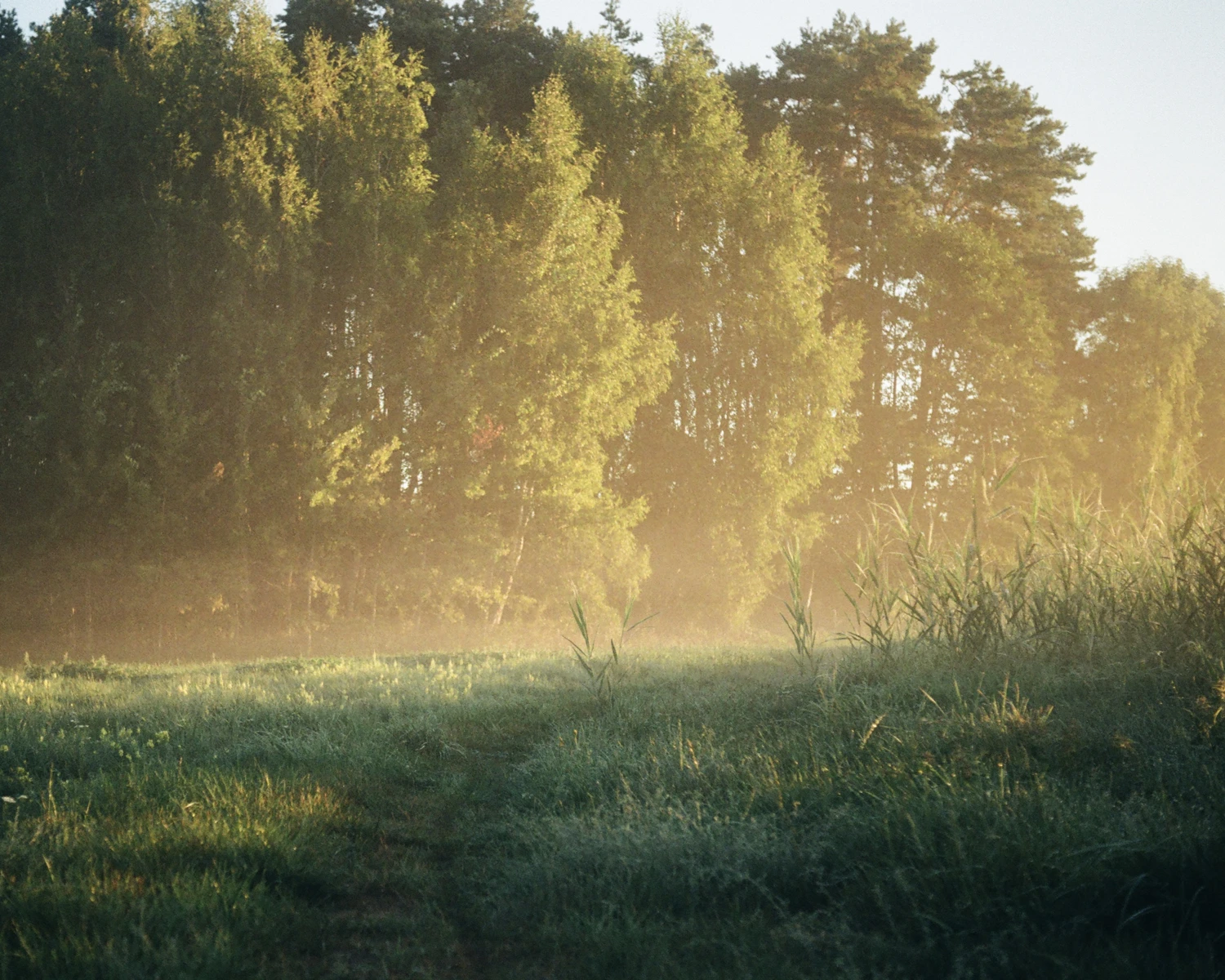 Film photo shot on Kodak Gold 200 with a Pentax Spotmatic, by sylwia