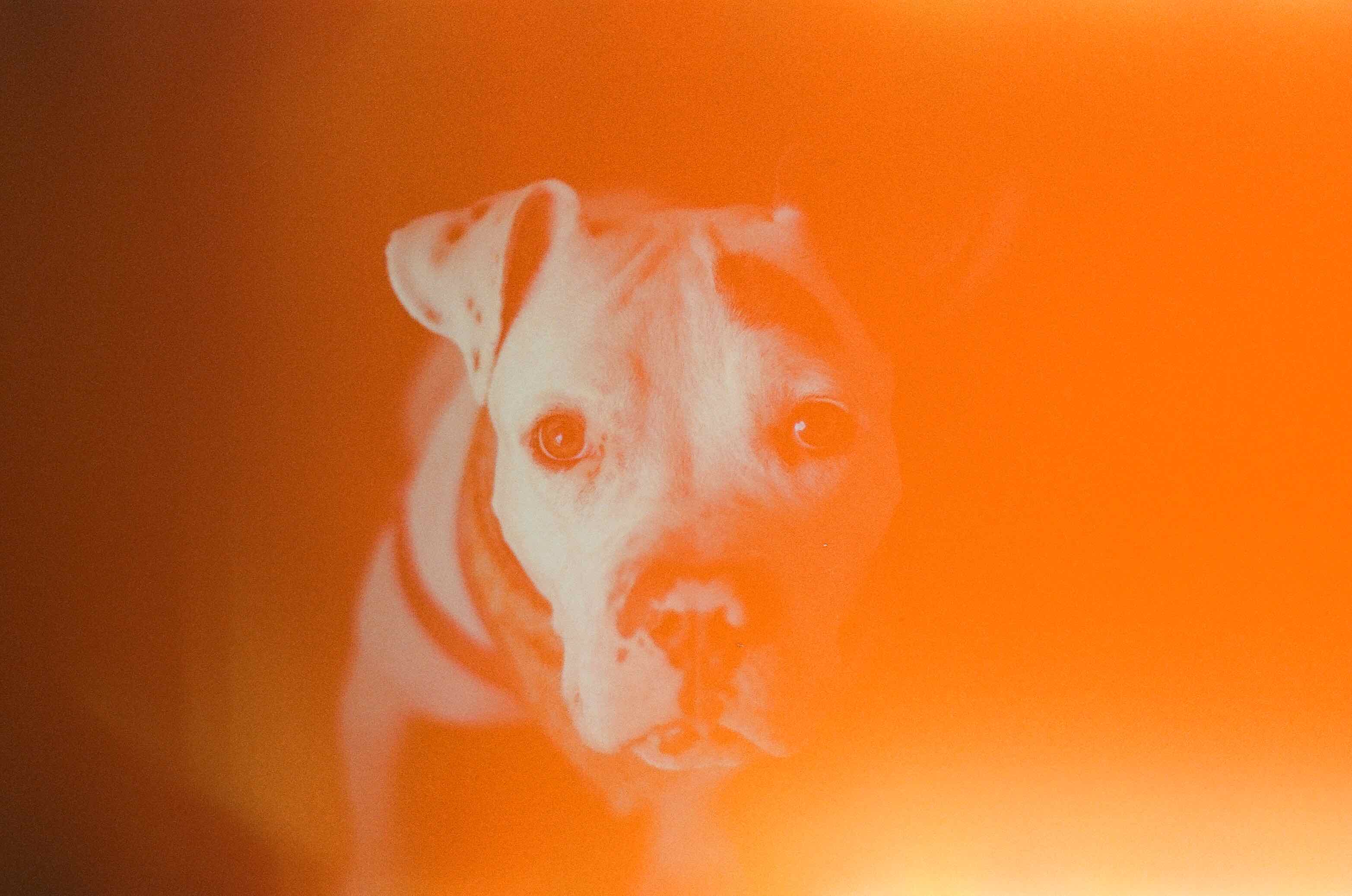 Film photo shot on Lomography CN 400 with a Nikon F3, developed at full circle fine art services, by thistle