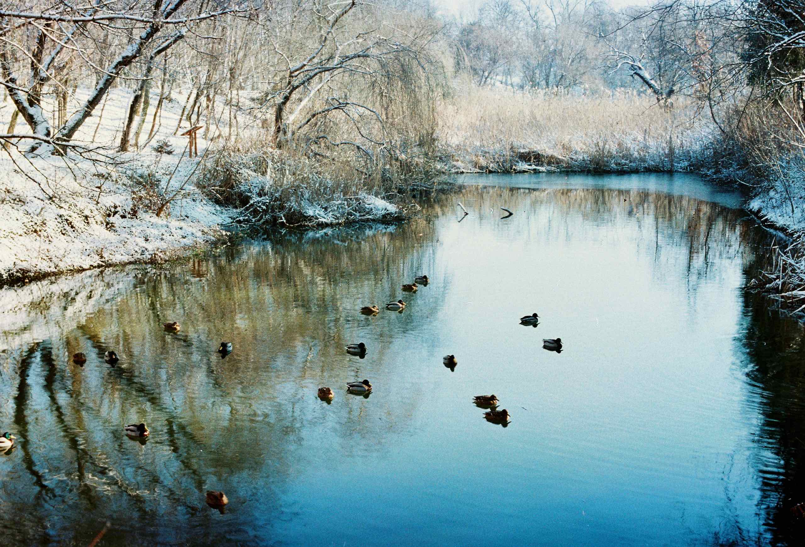 First snow shot on Ferrania Solaris 100 with a Ricoh KR-10, developed at Camera Lucida Lab, by marius.iordache