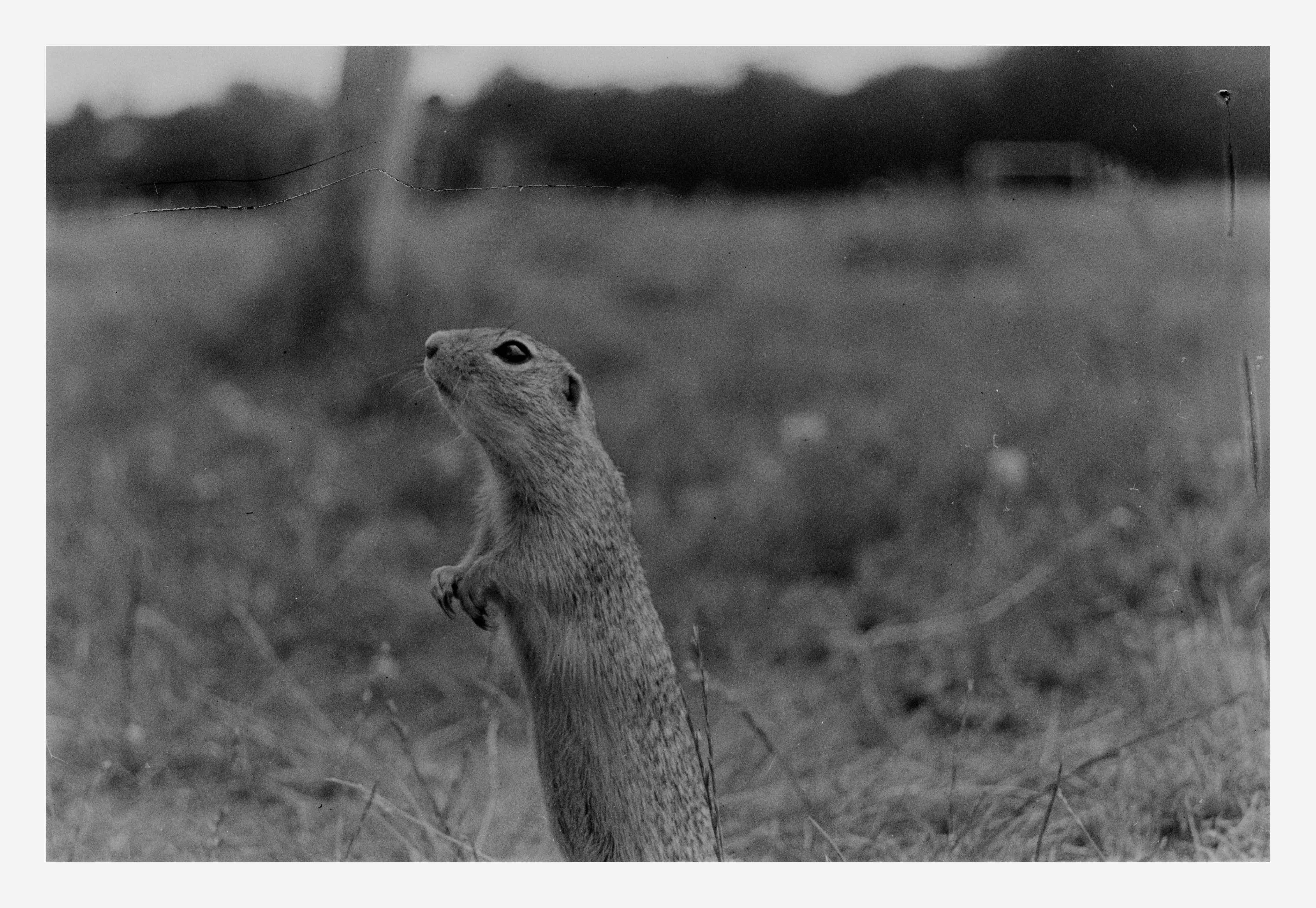 On Alert shot on Forte Fortepan 100 with a Nikon F50, developed at Home / Self-Developed, by AkosArnold