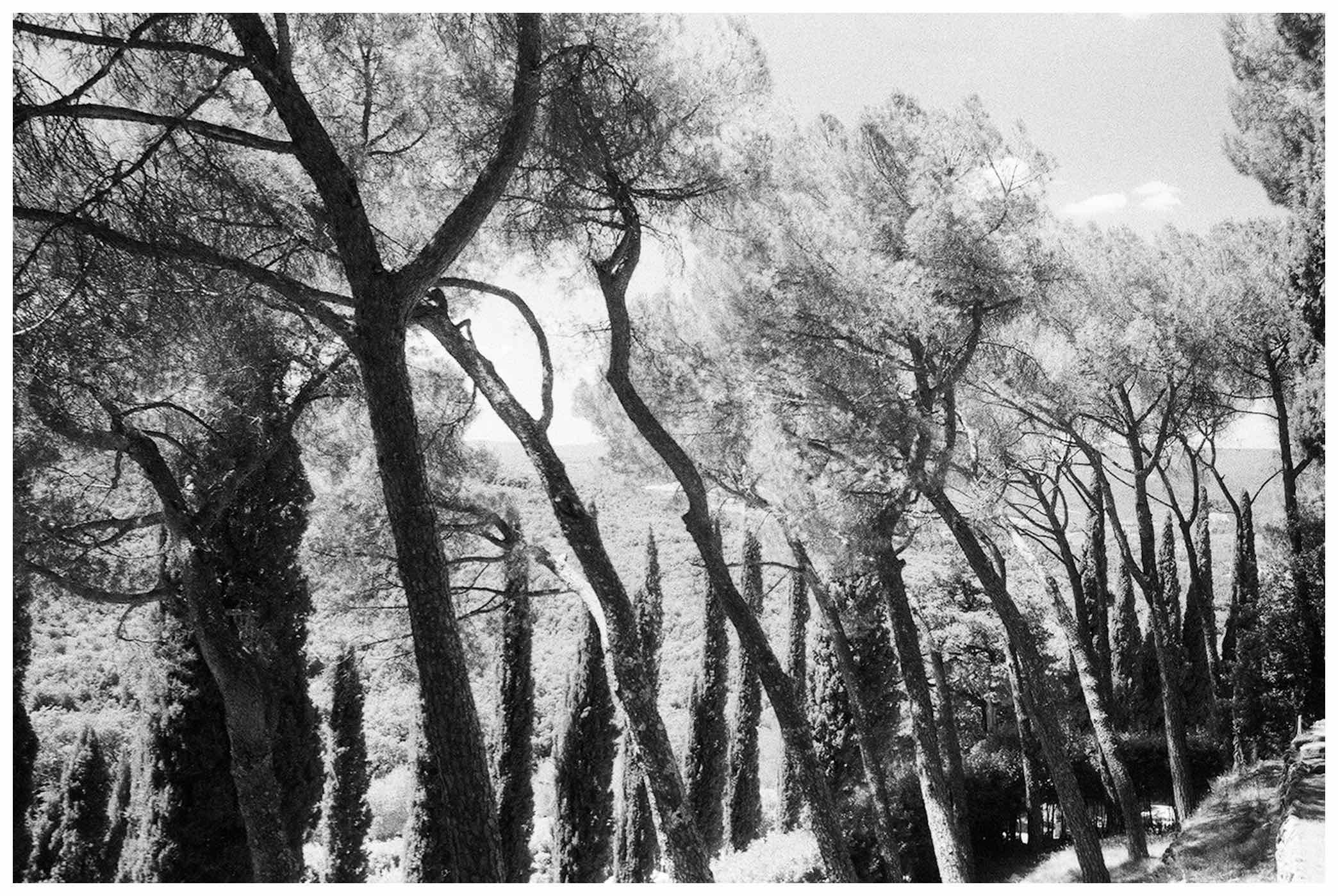 Among trees shot on Ilford SFX 200 with a Leica MP, by micah