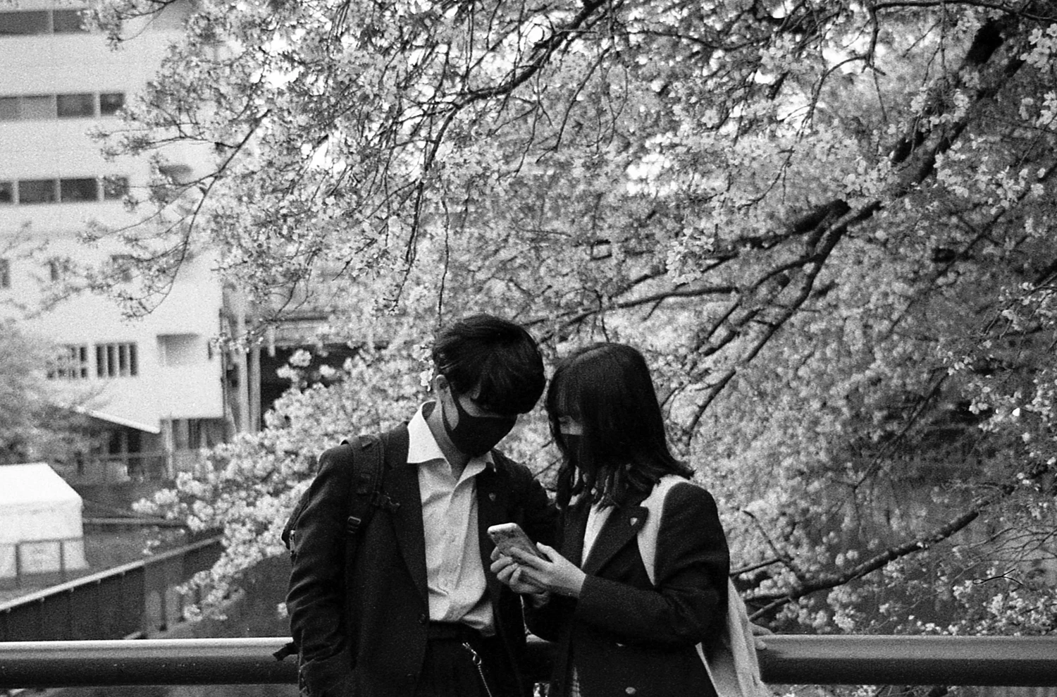 Under the cherry blossoms shot on Orwo N75 with a Minolta Alpha 303si Super, by Salma