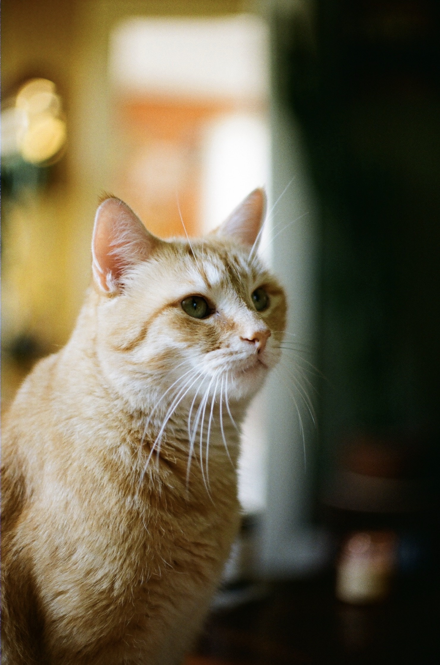 Duncan shot on Kodak Gold 200 with a Minolta XG-7, developed at Photosmith, by Jonny