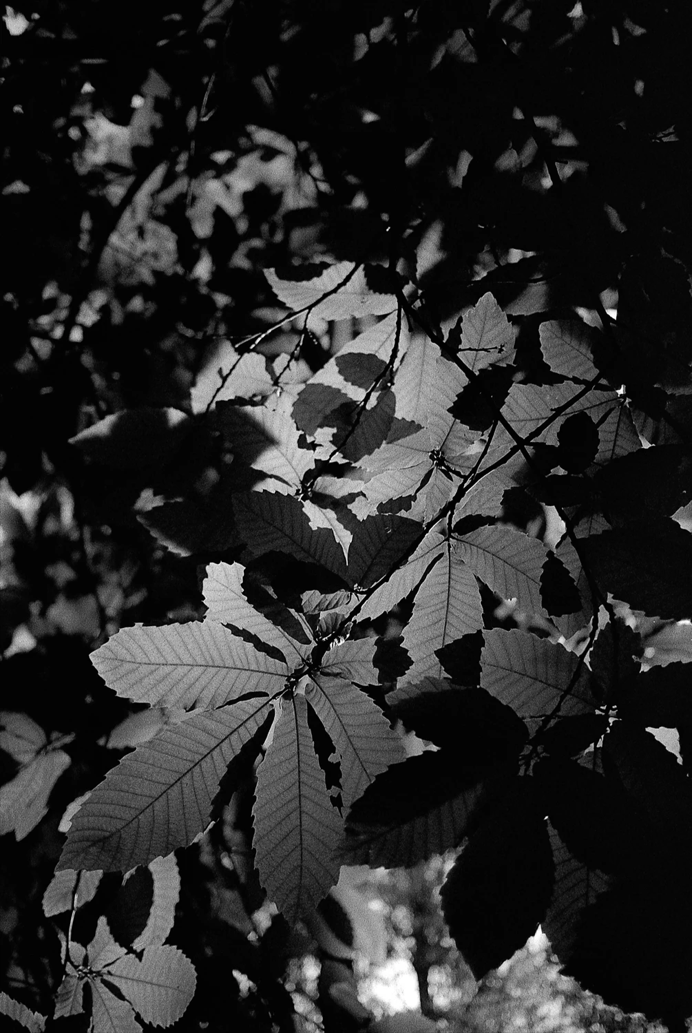 Film photo shot on Ilford HP5 Plus 400 with a Canon EOS 10, by Tom Ford
