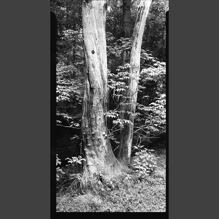 June 10 shot on Ultrafine Ortho Litho 100 with a 1897 Ak-Sar-Ben Camera, by Holden Richards