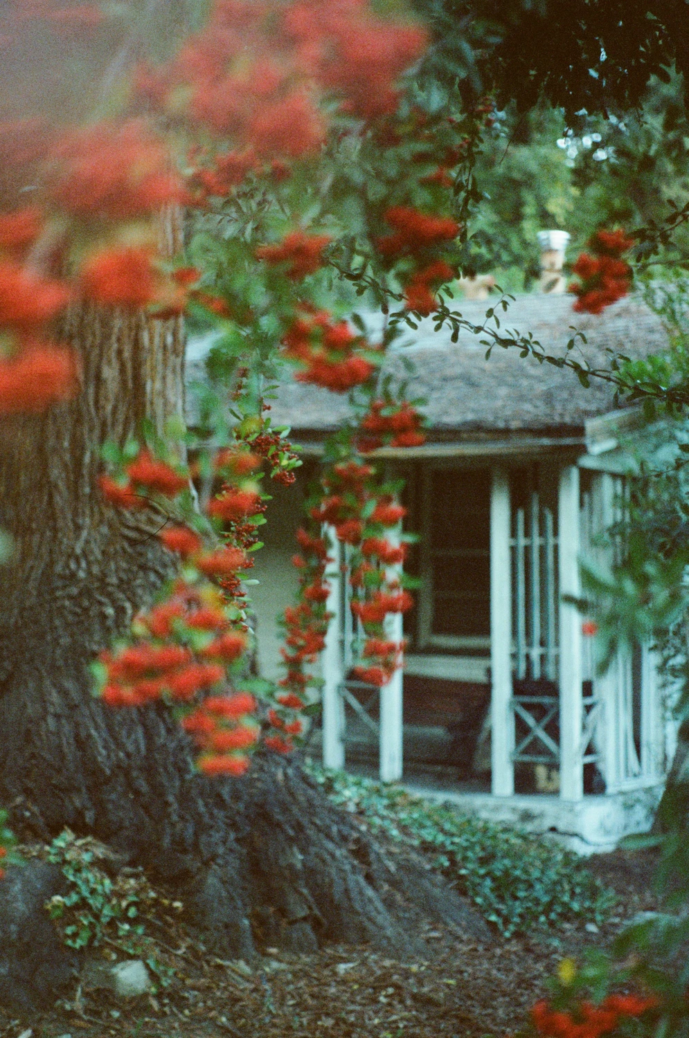 Only a fool shot on Cinestill 800T with a Ricoh XR-10, developed at Bay Photo Lab, by Zack