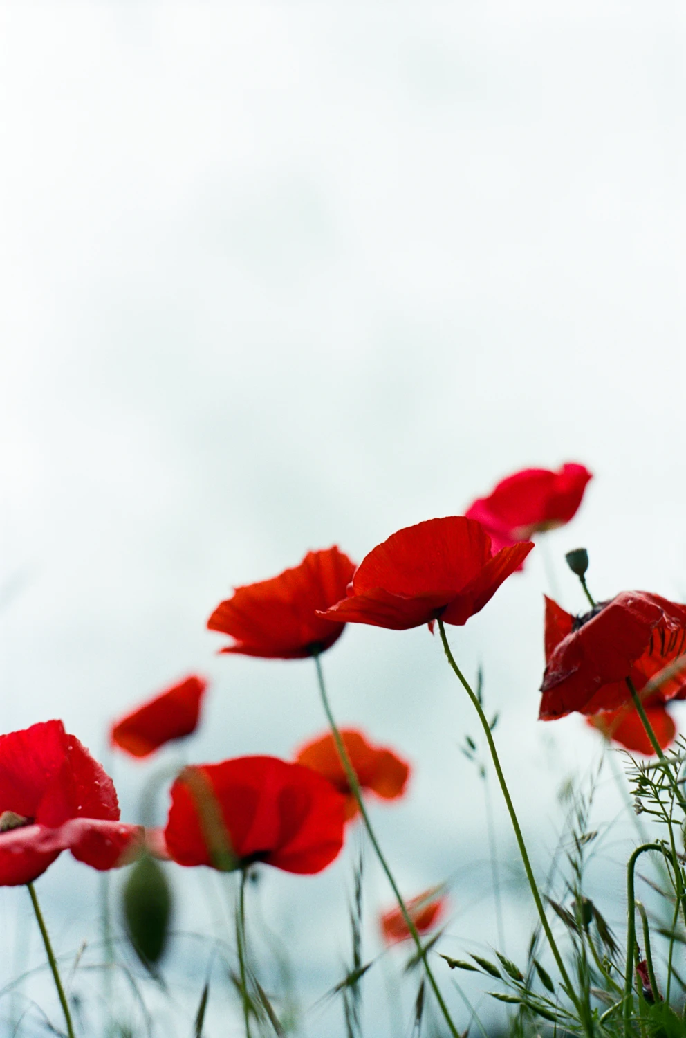 Summer Poppies shot on Kodak Portra 400 with a Minolta Maxxum 7000, by Sara Johansen
