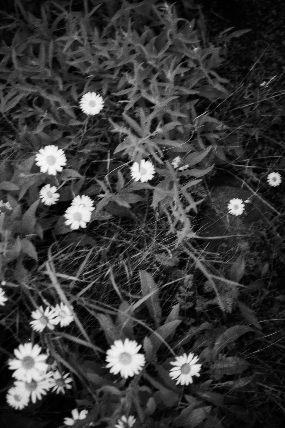 Daisies shot on Svema Foto 400 with a Minolta Hi-Matic AF2, by Evan Purney