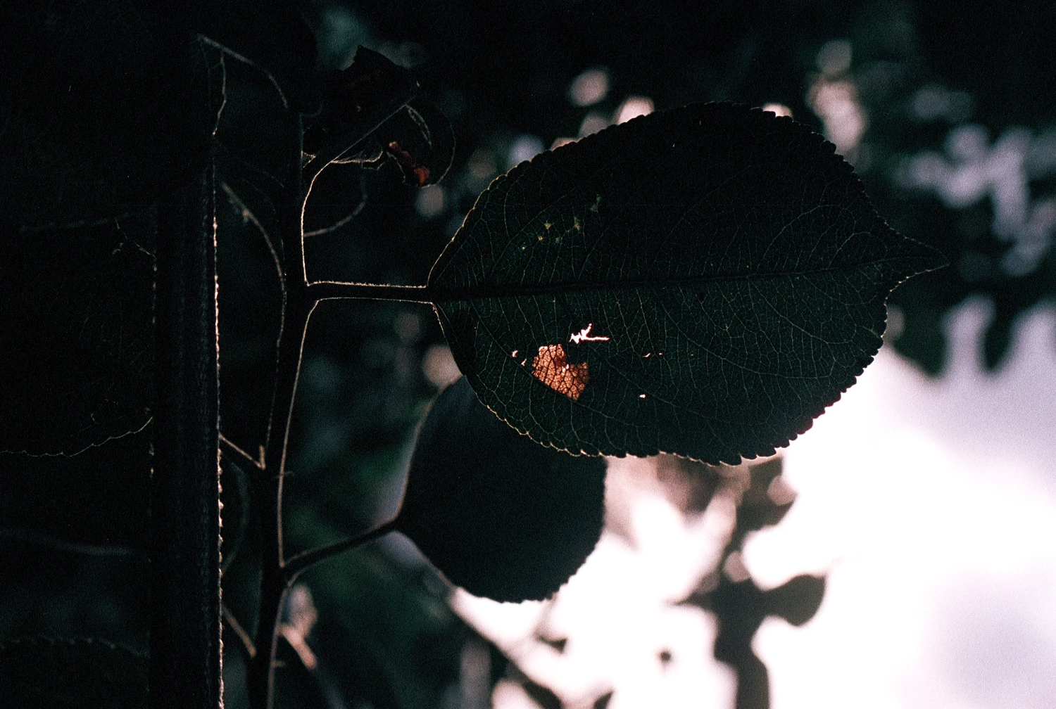 Film photo shot on Silberra Color 160 with a Canon EOS 300, by Sandra Marselly