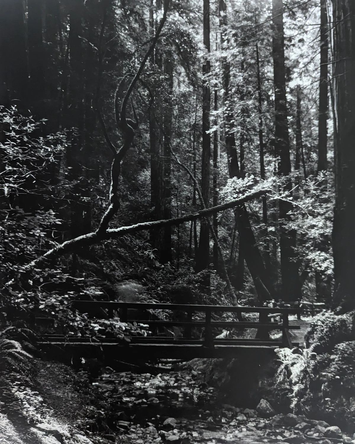 Still. shot on Kodak Tri-X 320 with a Anba Ikeda 4x5, by Taylor Blanchard