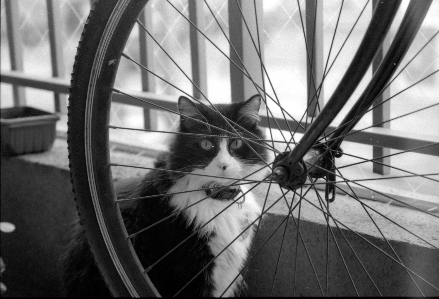 Morty the cat shot on Ilford HP5 Plus 400 with a Canon EOS 700, by Cristian