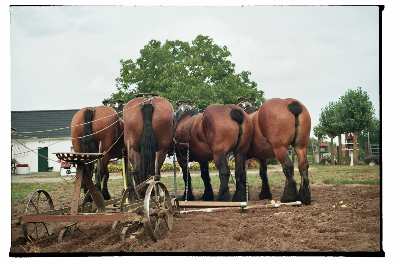 Four working horses shot on Fujifilm FujiColor C200 with a Fujica AX-1, by Myrte