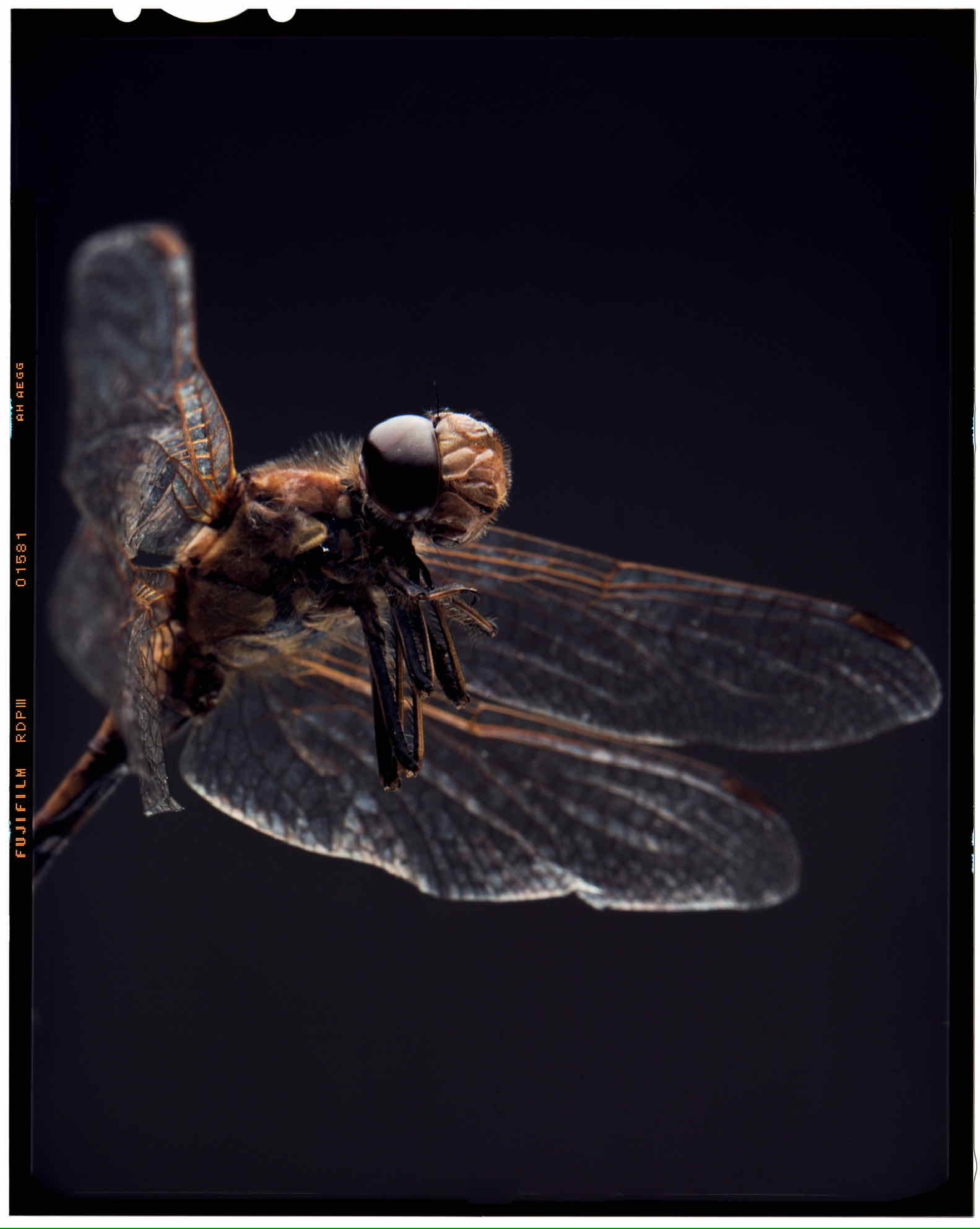 Dragonfly die shot on Fujifilm Provia 100F with a Linhof Technika, developed at Stavanger Foto, by Mads B Jakobsen