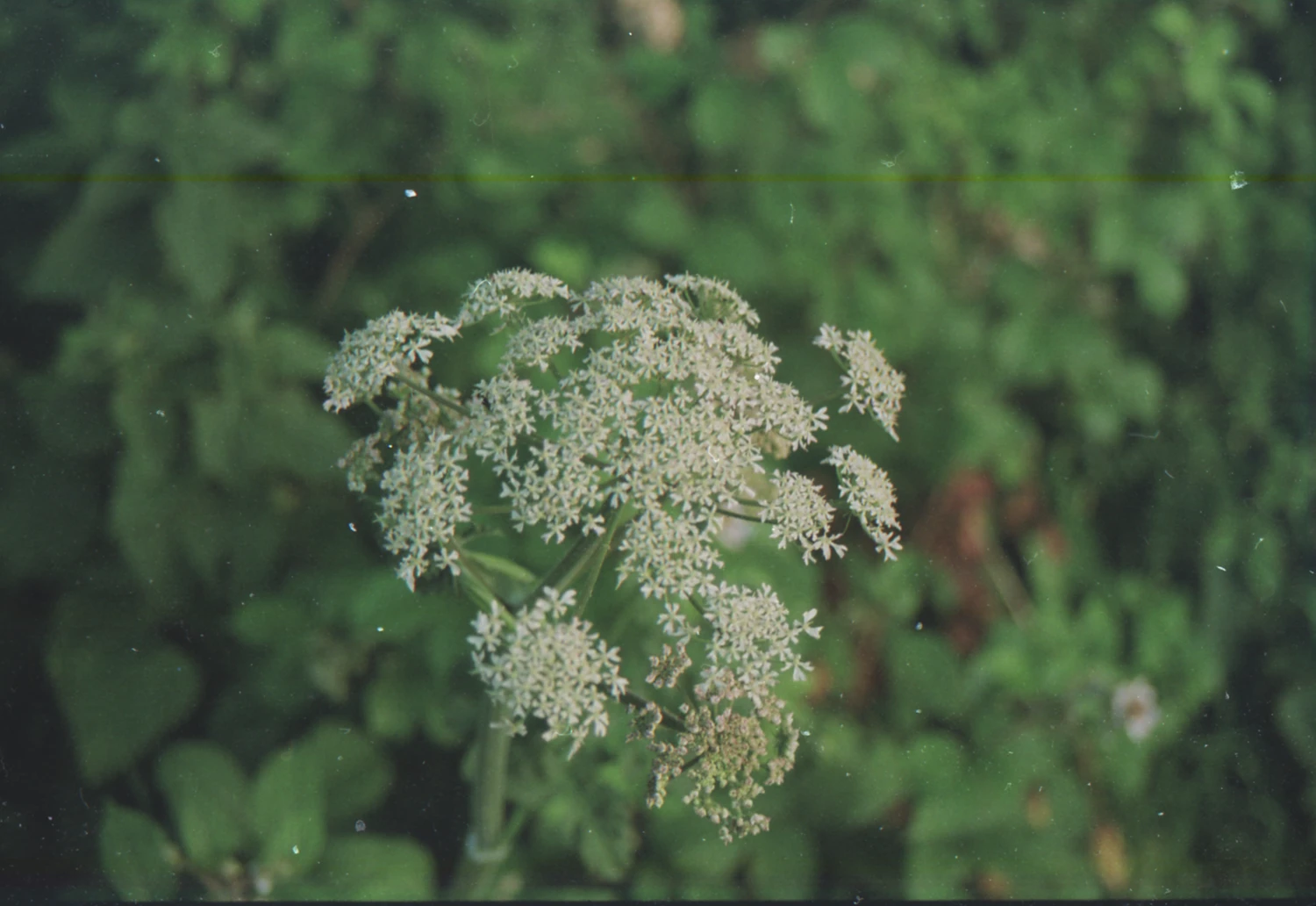 Elderflower shot on Kodak UltraMax 400 with a Nikon F501, by Mikey M