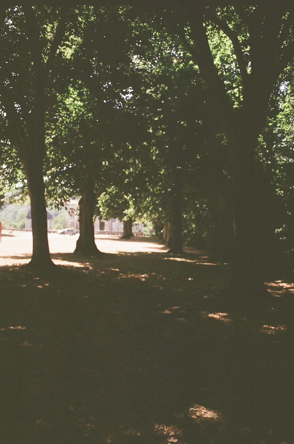 🌳 shot on Kodak Gold 200 with a Chinon CXII, by Cha