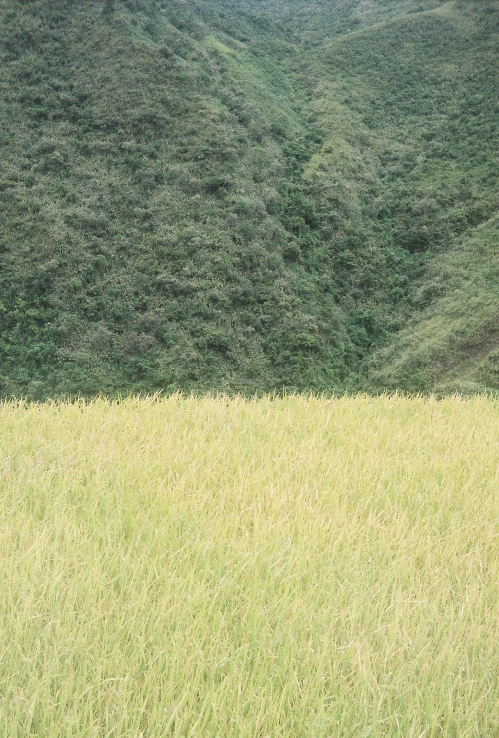 Fields of green shot on Kodak Ultima 100 with a Minolta Hi-Matic 7sII, by Marvin