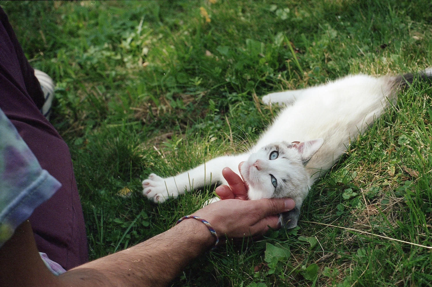 Socrate shot on Fujifilm FujiColor C200 with a Vivitar V50, by Elia