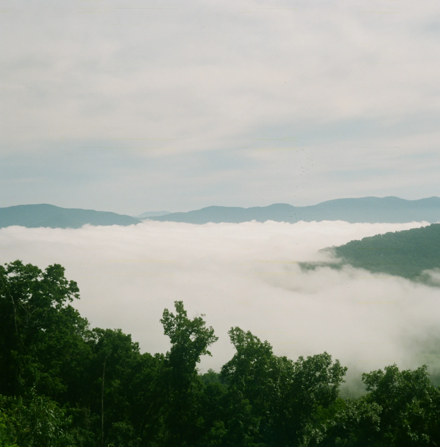 Foggy morning shot on Kodak Gold 200 with a Ansco Titan, by Jeffrey Stites