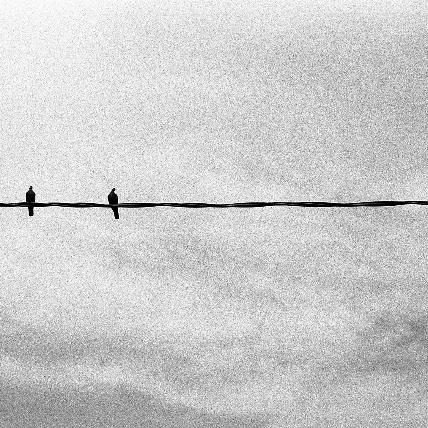 Birds shot on Ilford HP5 Plus 400 with a Fujica ST605, developed at Home / Self-Developed, by Elia