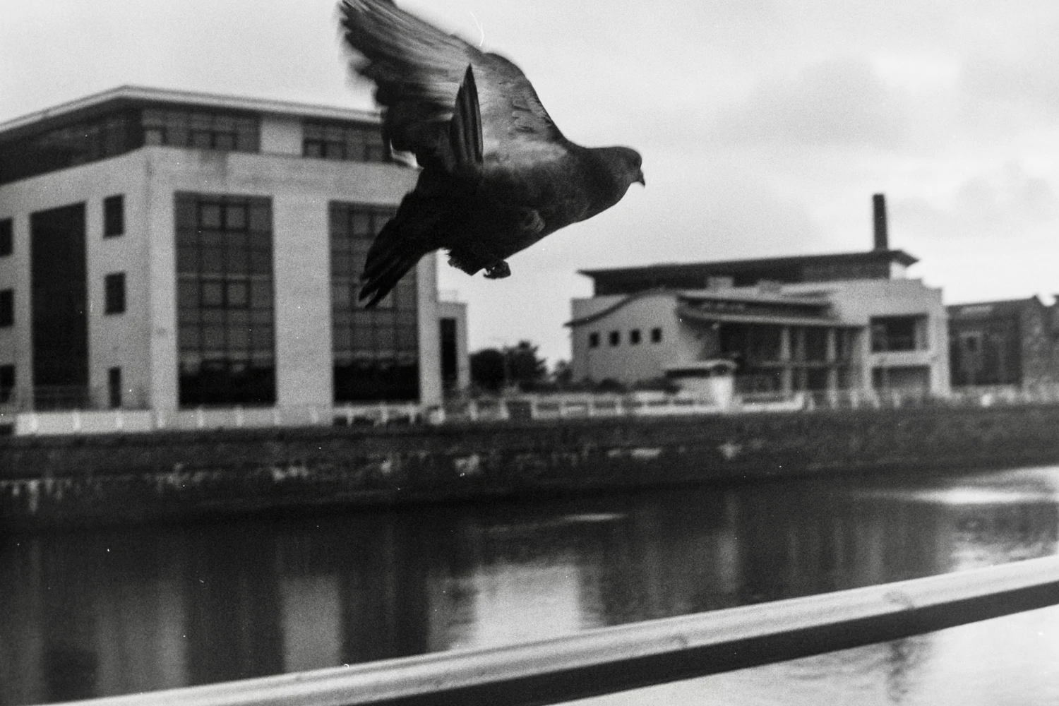 Take Flight shot on Ilford Kentmere Pan 400 with a Minolta Hi-Matic 7s, by iamdanbarber