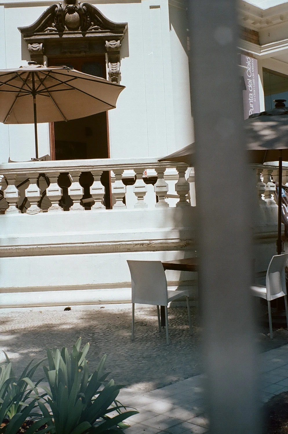 Primavera shot on Kodak UltraMax 400 with a Yashica MG-1, by Iván Gamboa