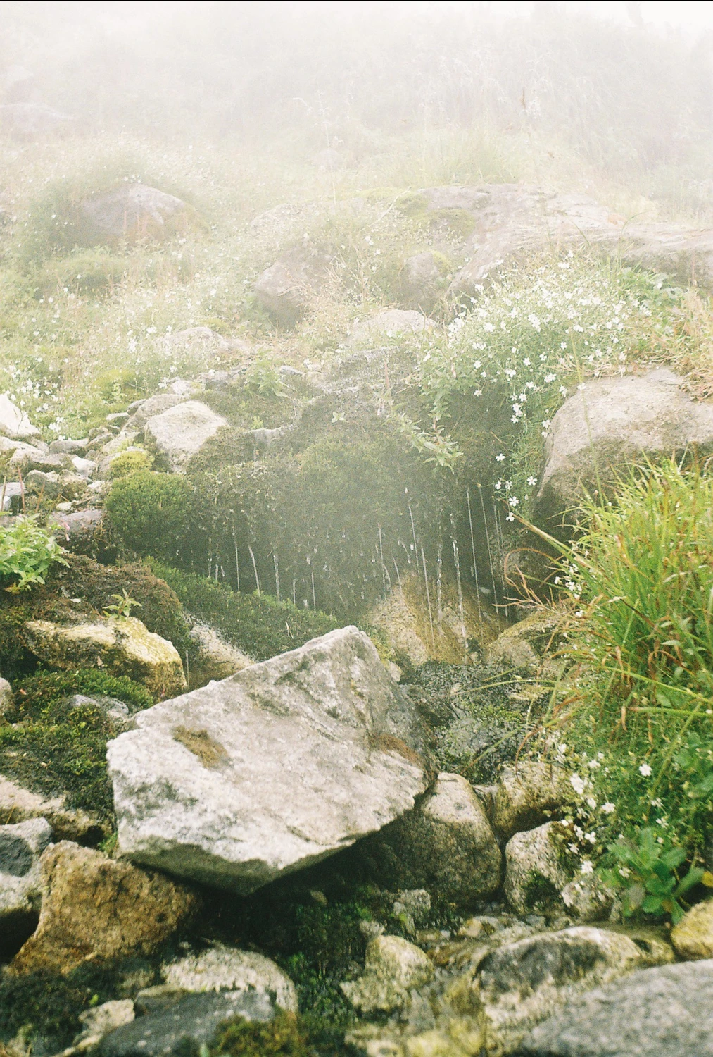 like a rolling stone shot on Kodak ColorPlus 200 with a Smena Symbol, by qleszka