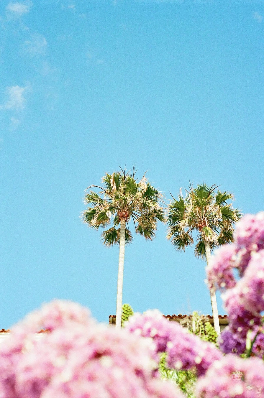 California Summer shot on Lomography CN 400 with a Nikon F3T, by Allison Jacobs