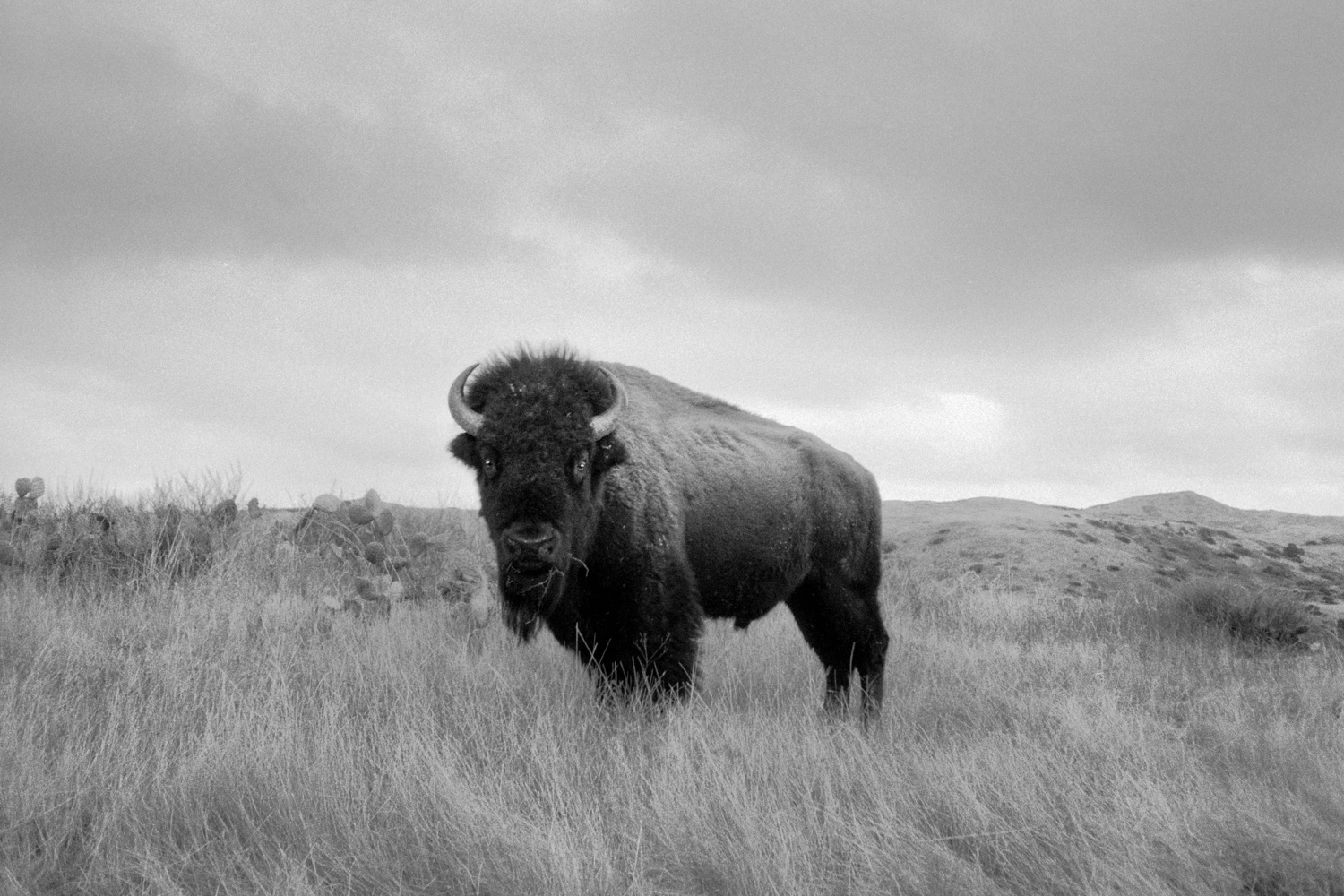 Catalina Island Bison shot on Ultrafine Xtreme 400 with a Olympus Mju-II, by Brian Weed