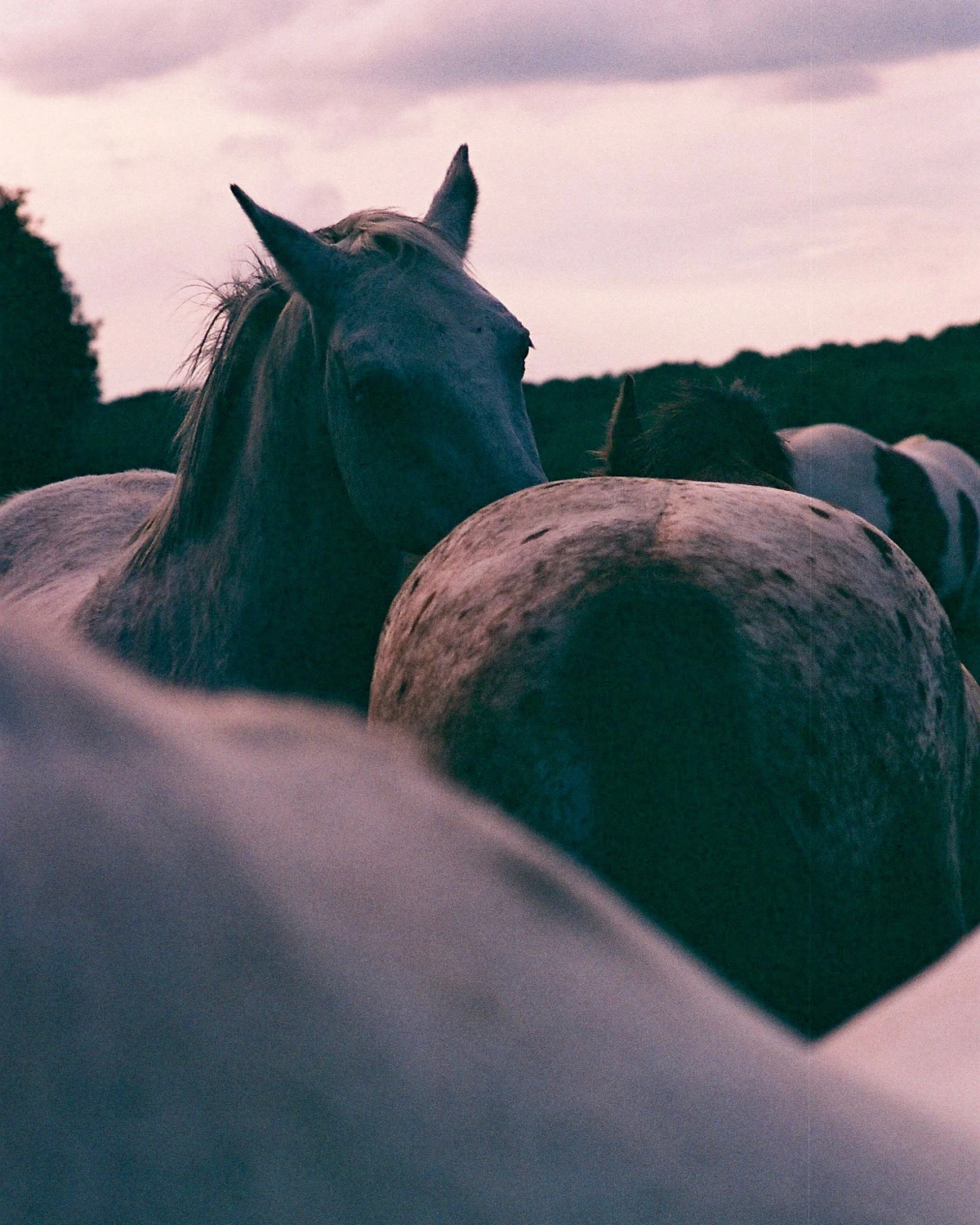 love is the message shot on Dubblefilm Bubblegum 200 with a Canon AE-1, by celine