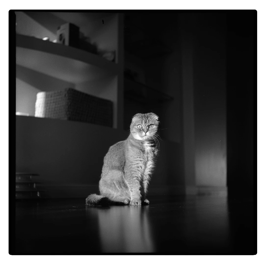 Puma.
Ikoflex x fp4 200 x microphen shot on Ilford FP4 Plus 125 with a Zeiss Ikon Ikoflex, by Glebbio