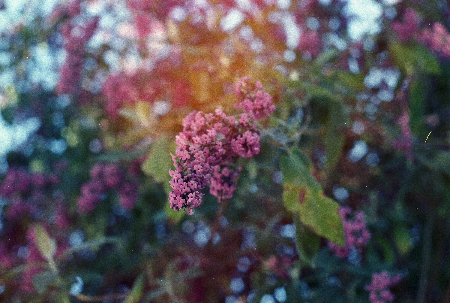 Jelly flower shot on Dubblefilm Jelly 200 with a Fujica AX-3, by Angèle
