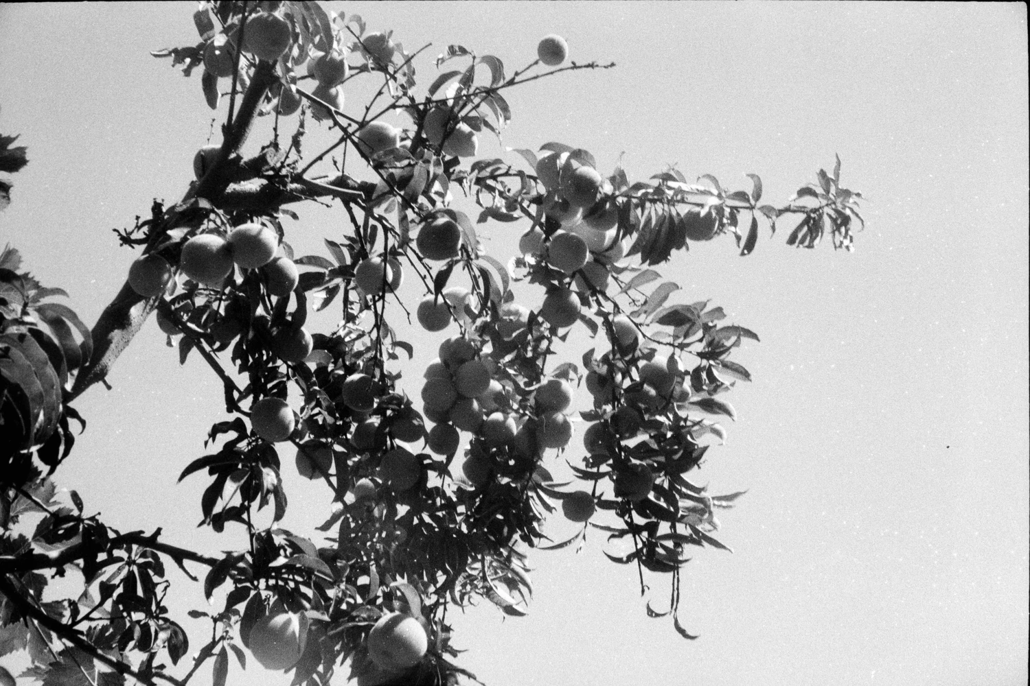 Film photo shot on Arista EDU Ultra 400 with a Yashica Electro 35 G, by Gustavo Otárola