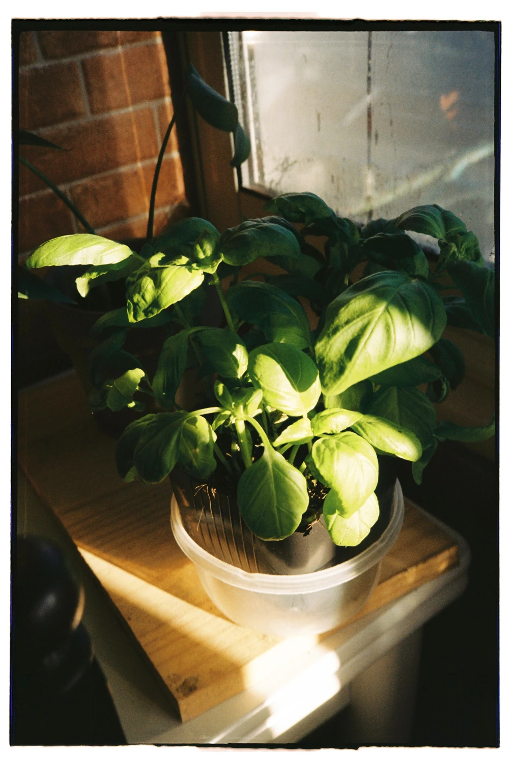 Dear Basil shot on Kodak Gold 200 with a Samsung AF Slim, by Samuel Ferreira