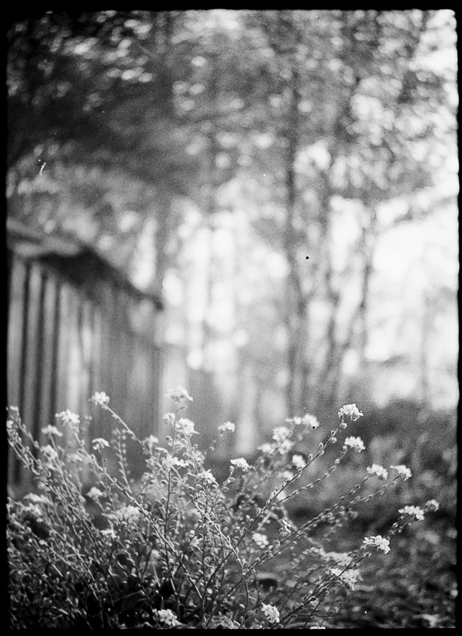 forget-me-not shot on Ilford HP5 Plus 400 with a Fujica Half, by mollylovesphotography