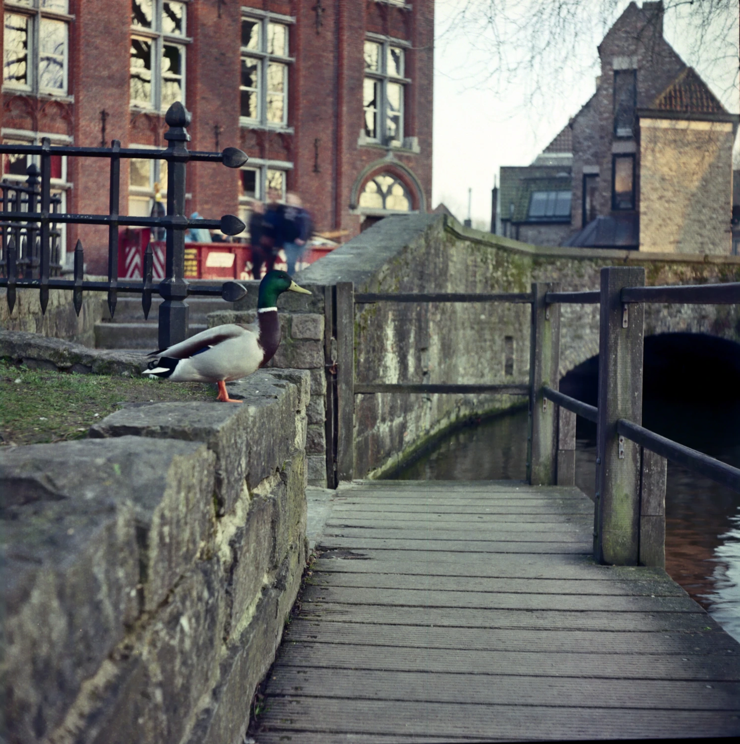Duck shot on Kodak Ektar 100 with a Rolleicord Va, by lleandro