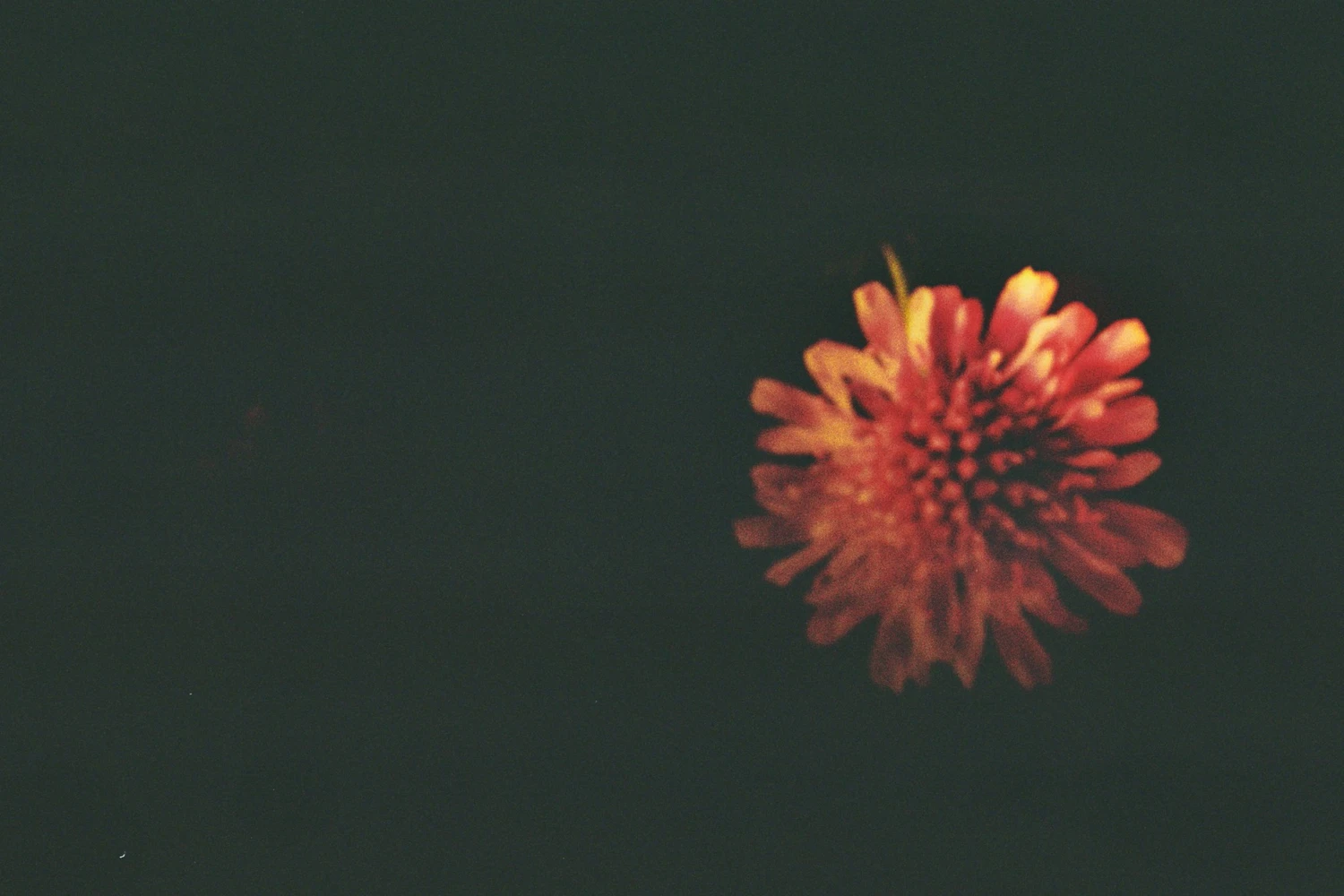 flower bud shot on Kodak ColorPlus 200 with a Canon Prima BF-9S, by diana