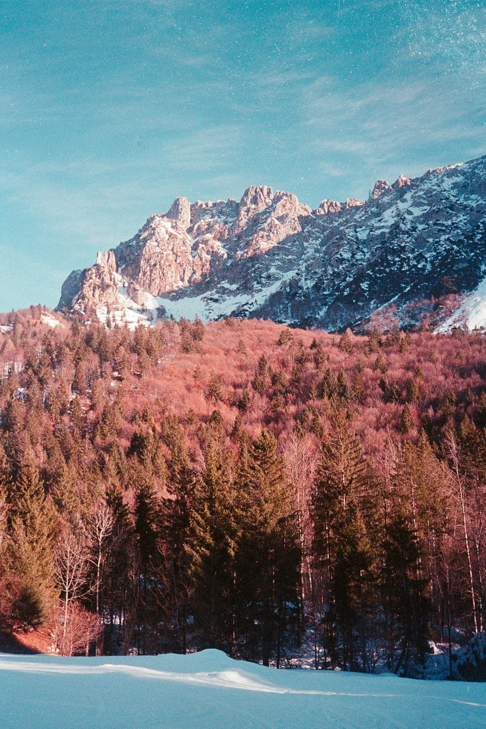 Cotton candy colors shot on Lomography CN 400 with a Konica Pop, by Andrea