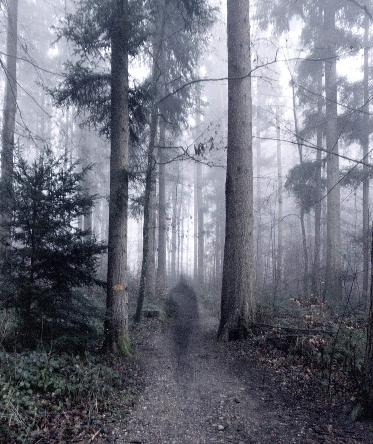 Into the mist shot on Fujifilm Provia 400X, by Robster lobster